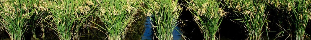 Calendario de Cultivo