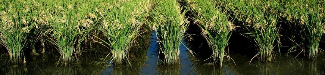 Calendario de Cultivo