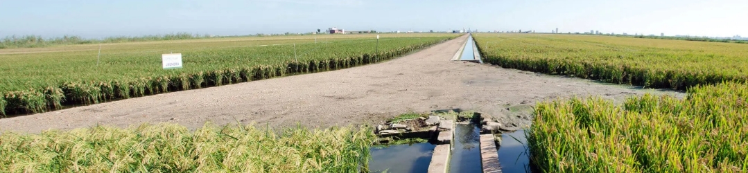 Presentación Copsemar