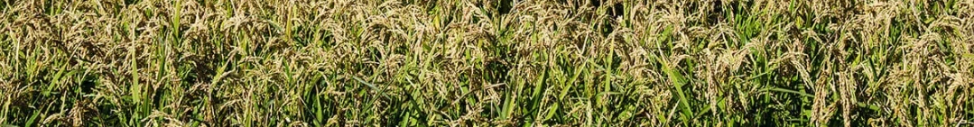 Sistema Clearfield®