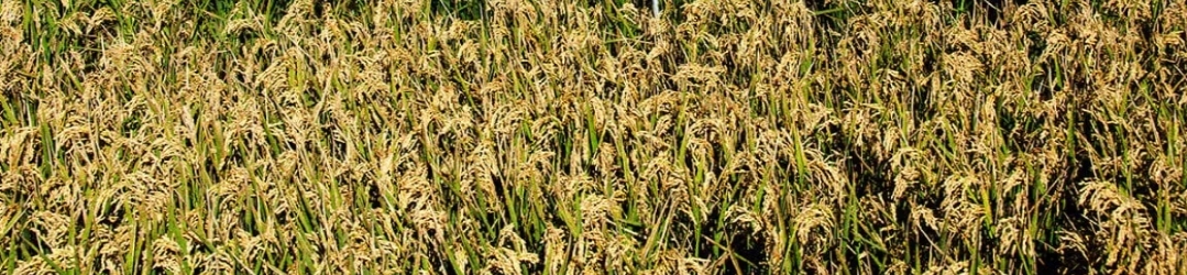 Sistema Clearfield®