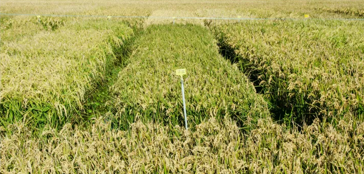 Sistema Clearfield®