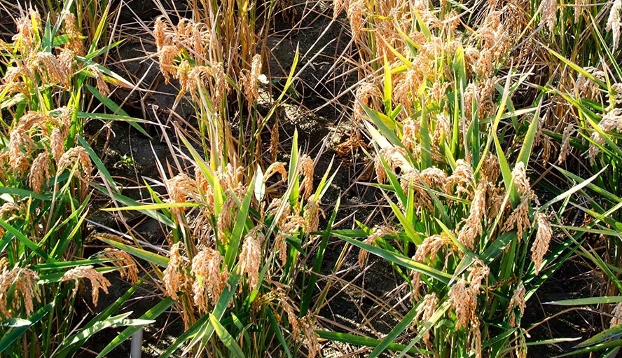 Nuevas variedades COPSEMAR